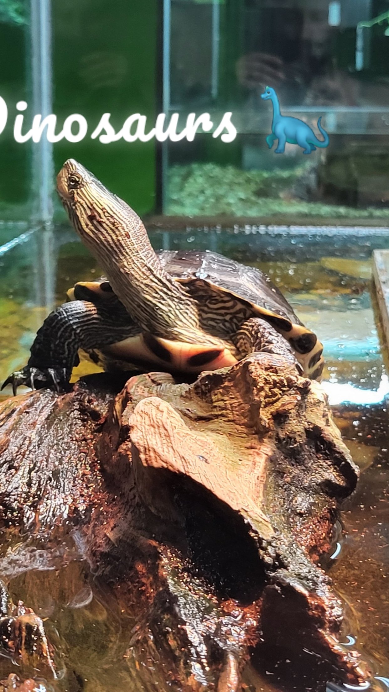 Dinosaurs 🦕 